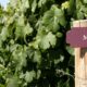 uvas malbec